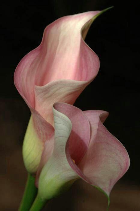Whispers of Dawn Pastel Posy